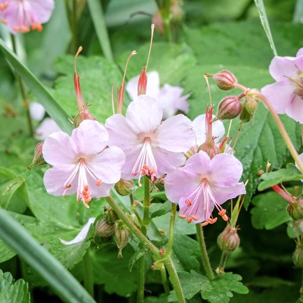 Flocknäva 'Ingwersen's Variety'
